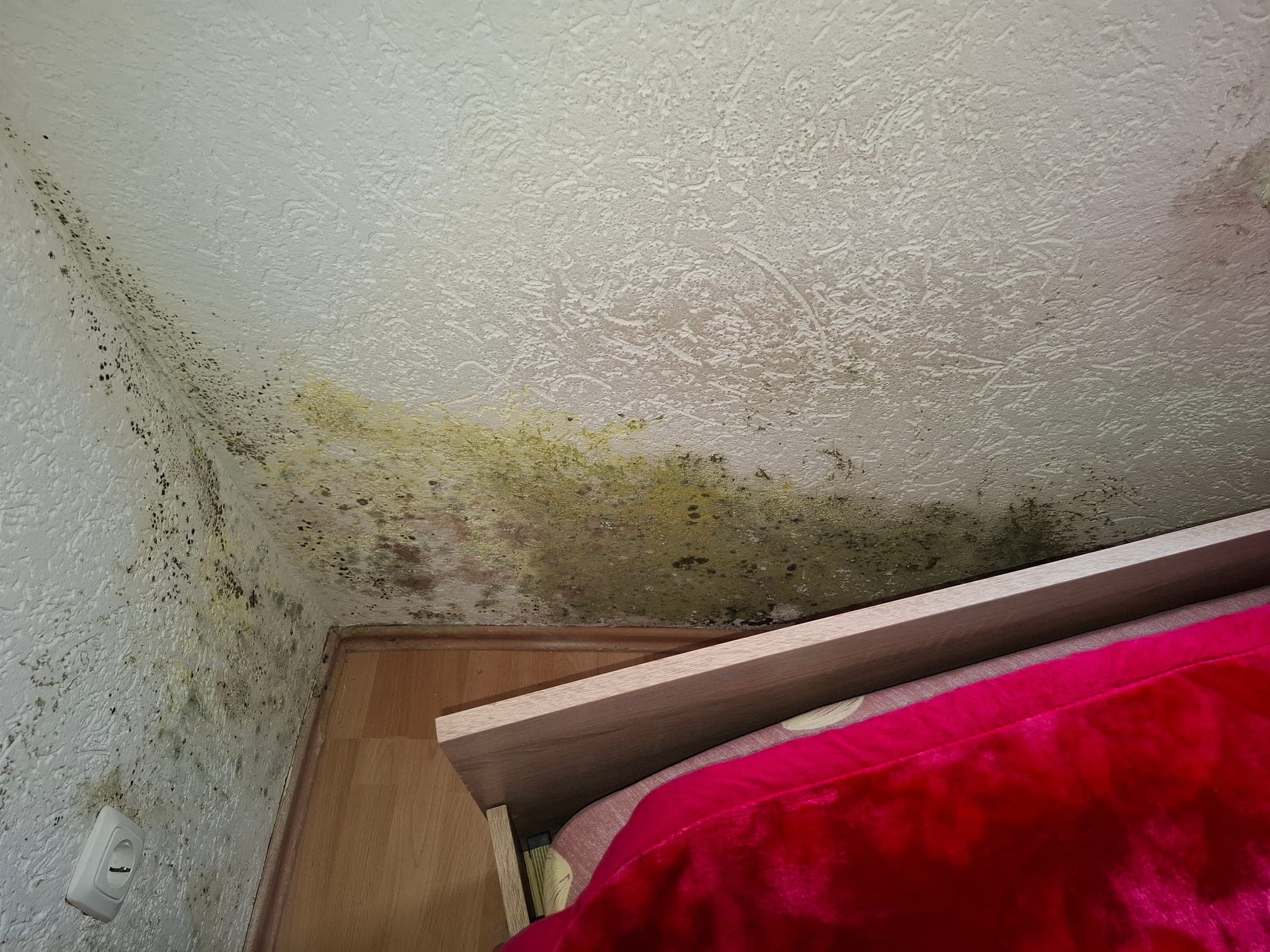 Ausgeprägter Schimmelbefall an der Wand-Decken-Kante eines Schlafzimmers